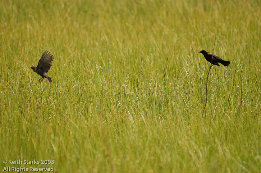 Red winged black bird male and female, Canmore AB