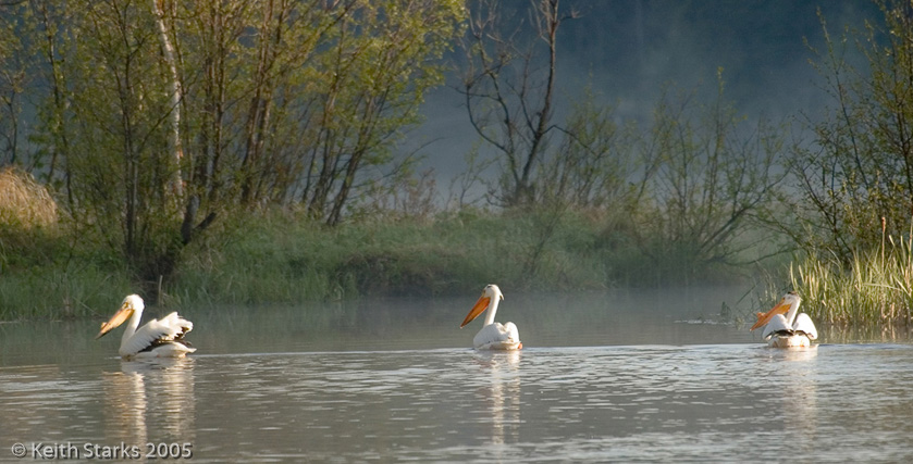 Pelicans Waskesiu Lake Saskatchewan