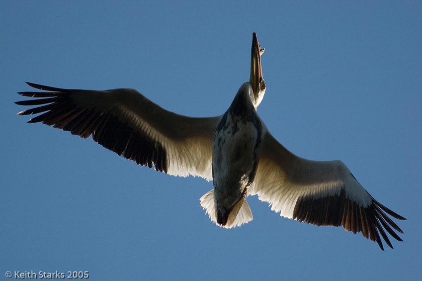 Pelican Waskesiu Lake Saskatchewan