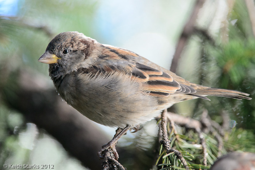 House Sparrow, Saskatoon