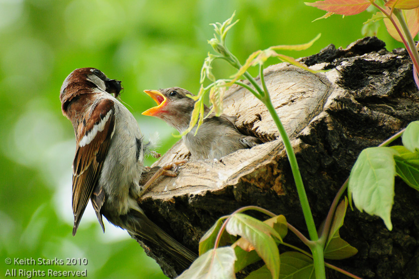 Sparrow feeds young, Saskatoon