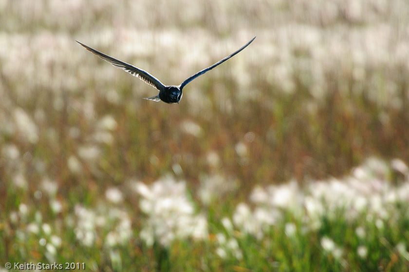 Shore bird, Saskatchewan