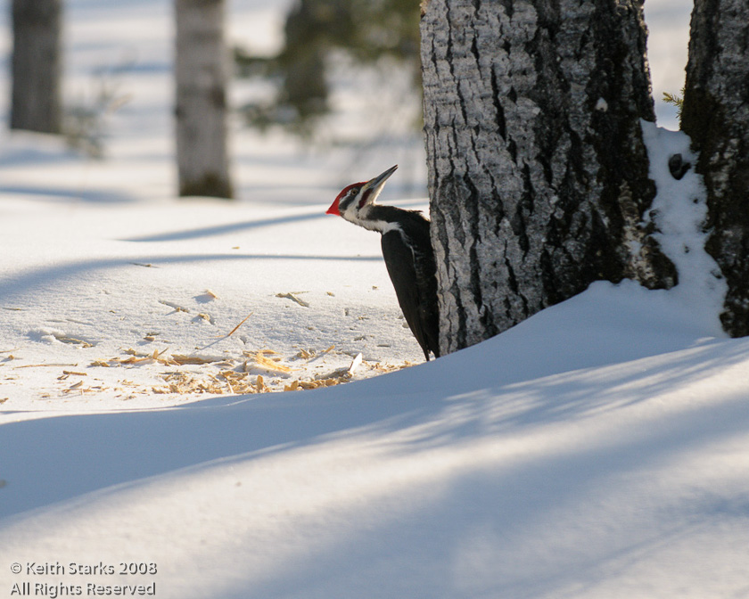 Pileated Woodpecker, P.A.N.P., Saskatchewan