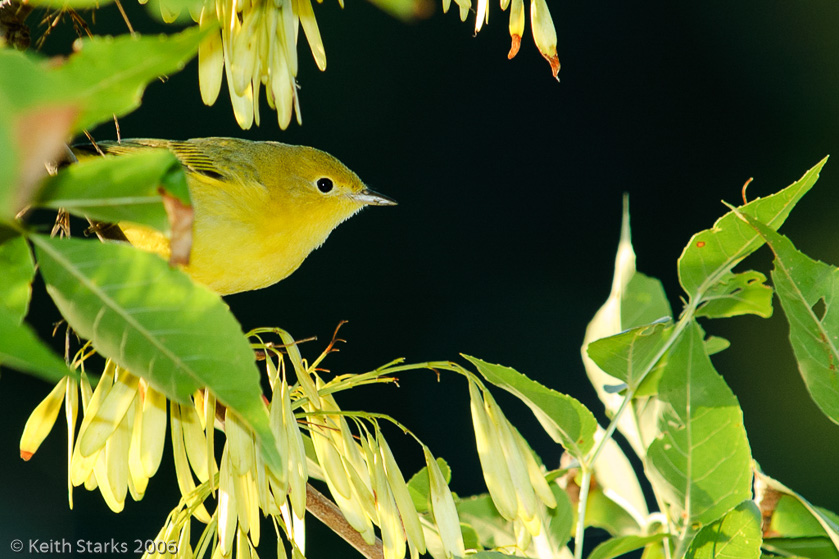Yellow Warbler, Saskatoon 2006