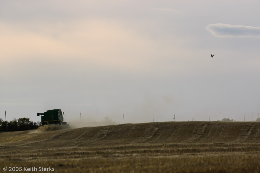 Swainson's Hawk follows farm equipment hunting for prey, Saskatchewan 2005