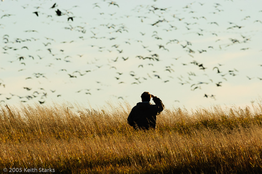Birdwatcher views migrating geese in Saskatchewan