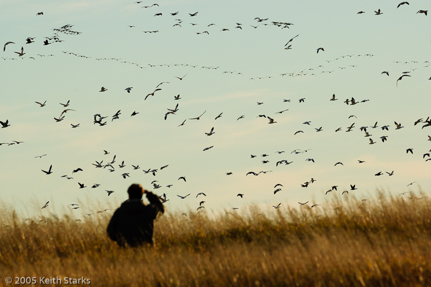 Birdwatcher views migrating geese in Saskatchewan