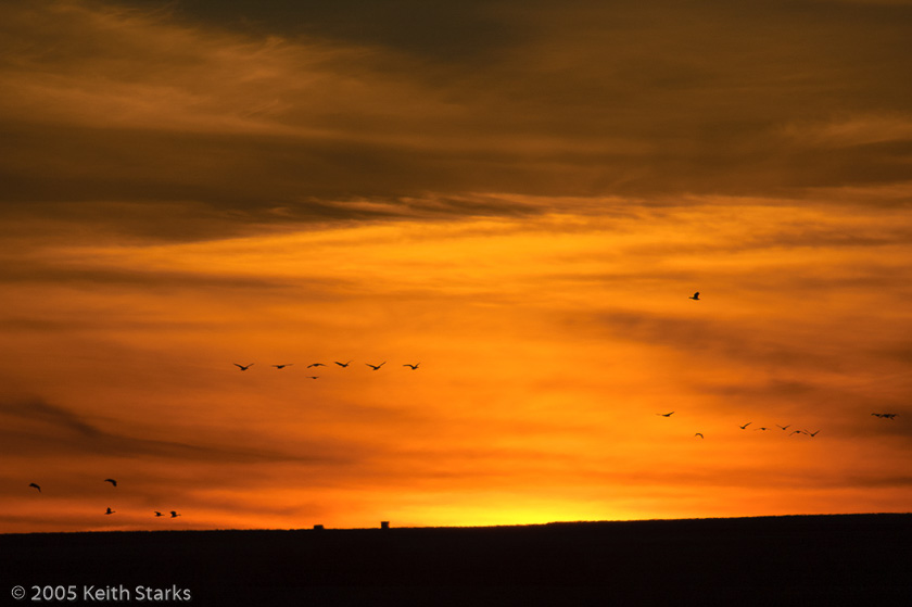 Migrating geese and ducks in Saskatchewan